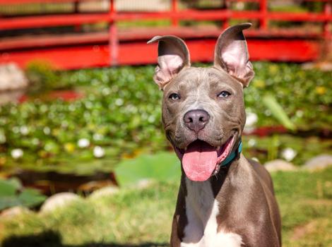 Smiling pit bull terrier with tongue out and ears up in front of a pond and red bridge