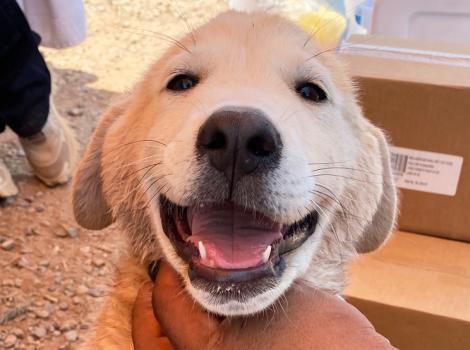 Blond puppy helped with the grant for vet care to Navajo Nation