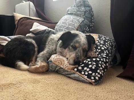 Zorry the dog sleeping on a pillow