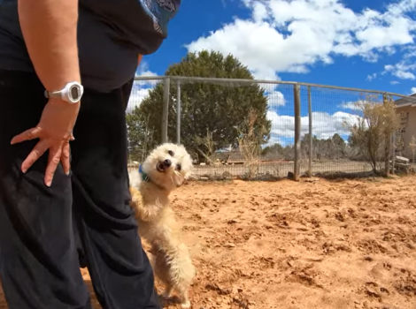 Screen shot of little fluffy dog standing on back legs with a person out in the small dog playyard
