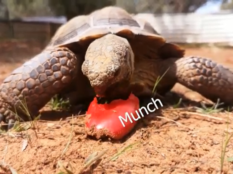 Screen shot of tortoise crunching as he eats a red pepper