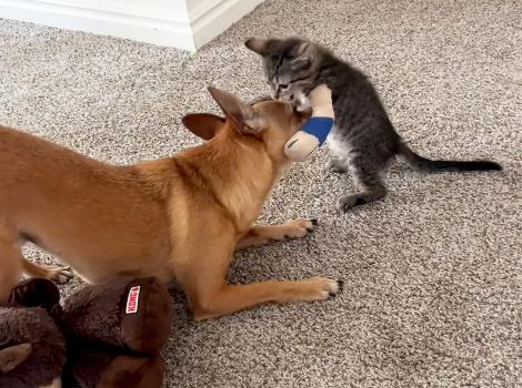 Alani the cat wearing a bandage on her paw playing with Simon the dog who is doing a play bow