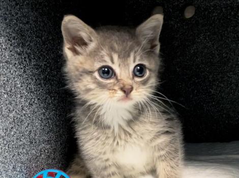 Frittata the gray tabby kitten next to a blue toy ball