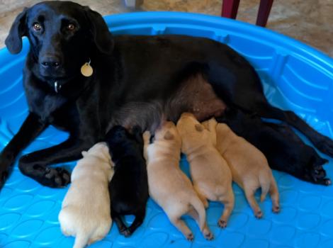 Earth the dog in a small blue pool nursing her puppies