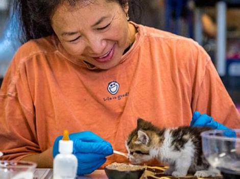 volunteer kitten feeding sophia