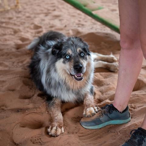 Best Friends Animal Society