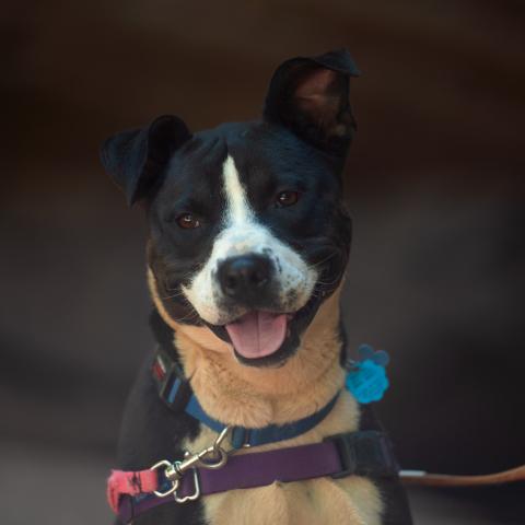 Best Friends Animal Society