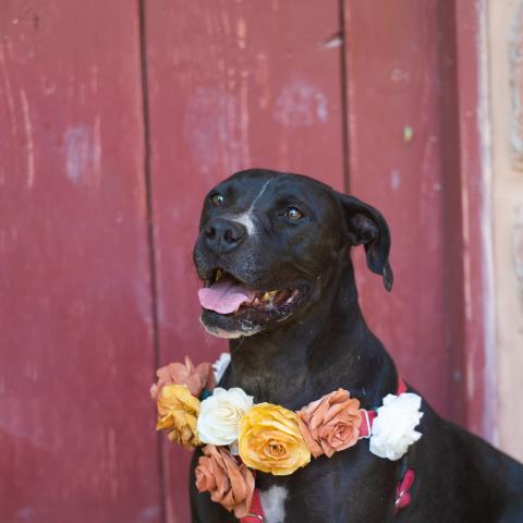 Best Friends Animal Society