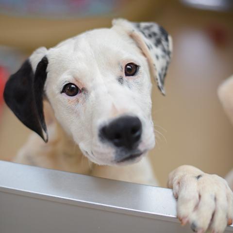 Best friends animal society pet adoption websites store