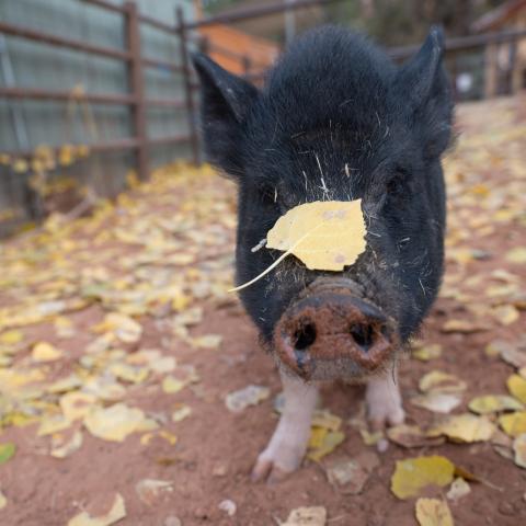 Best Friends Animal Society