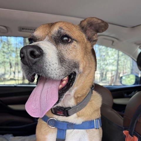 Best Friends Animal Society