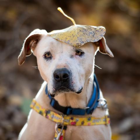 Best Friends Animal Society