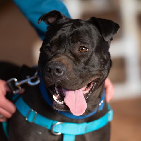 Best Friends Animal Society