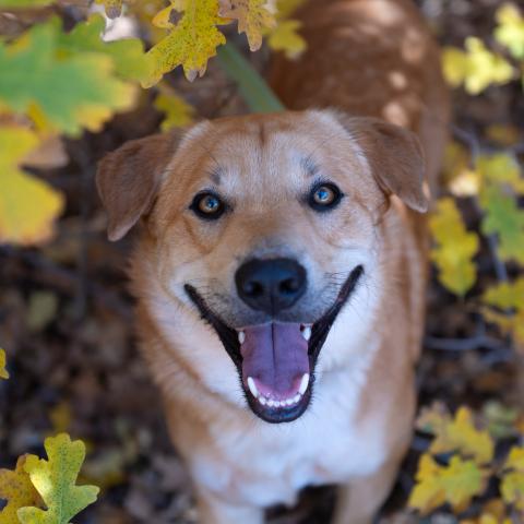 Best Friends Animal Society