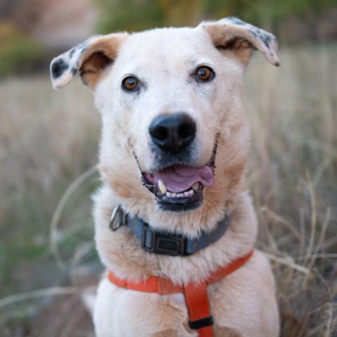 Best Friends Animal Society