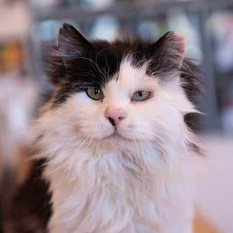 Best Friends Animal Society
