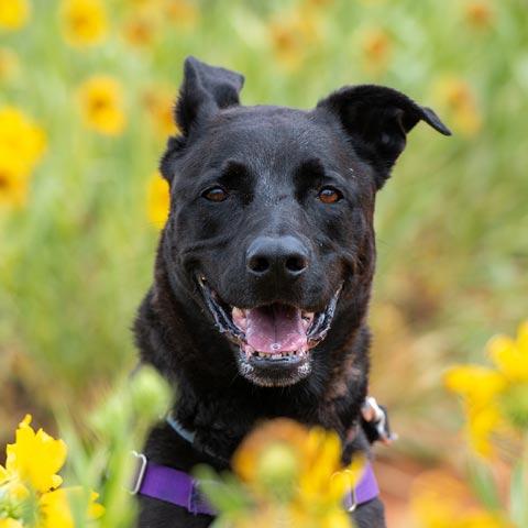 Best Friends Animal Society