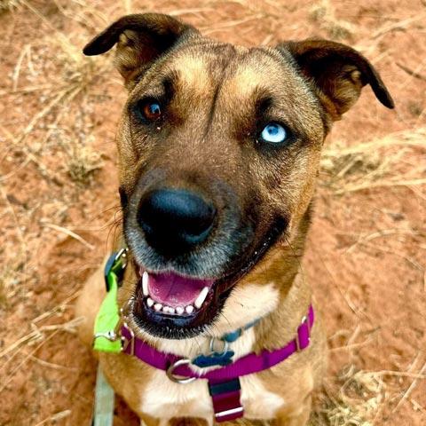 Best Friends Animal Society