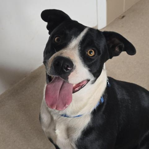 Best Friends Animal Society